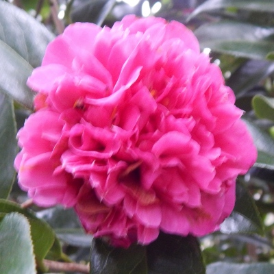 Debbie's Carnation